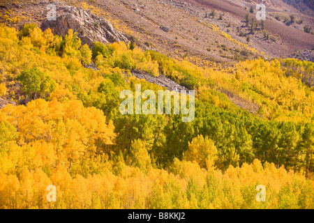 Espe (Populus Tremuloides) in Herbstfarben entlang der South Fork von Bischof Creek Sierra Nevada Mountains Kalifornien Vereinigte Staaten Stockfoto