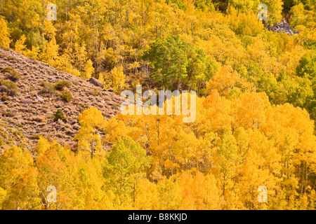 Espe (Populus Tremuloides) in Herbstfarben entlang der South Fork von Bischof Creek Sierra Nevada Mountains Kalifornien Vereinigte Staaten Stockfoto