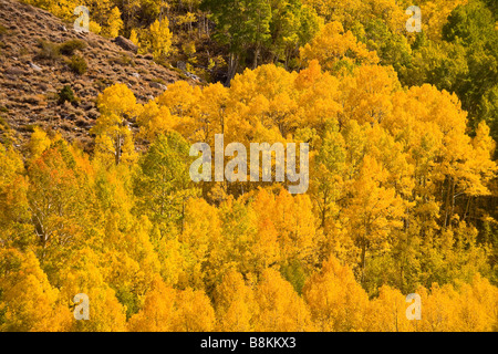 Espe (Populus Tremuloides) in Herbstfarben entlang der South Fork von Bischof Creek Sierra Nevada Mountains Kalifornien Vereinigte Staaten Stockfoto