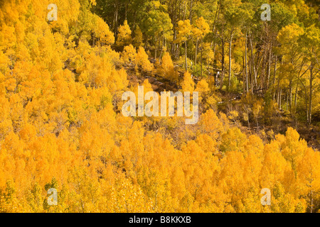 Espe (Populus Tremuloides) in Herbstfarben entlang der South Fork von Bischof Creek Sierra Nevada Mountains Kalifornien Vereinigte Staaten Stockfoto