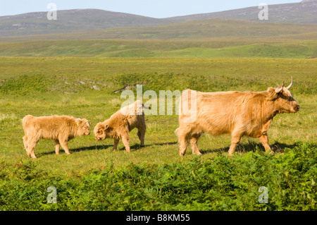 Eine reinrassige Highland Kuh, Bestandteil der Inver Herde auf der Insel Jura, mit zwei jungen Kälbern. Stockfoto