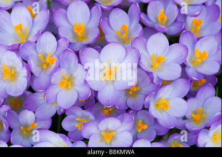 Crocus Vernus "Königin des Blues" Frühlingsblumen von oben Stockfoto