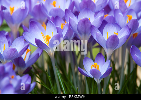 Crocus Vernus "Königin des Blues" Frühlingsblumen Stockfoto