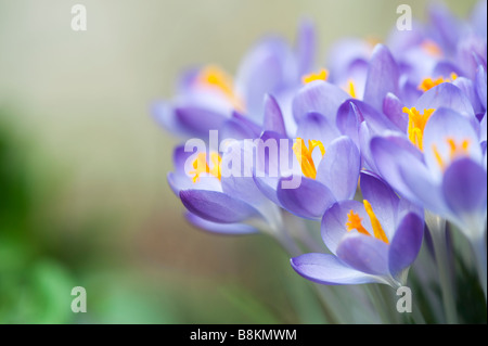 Crocus Vernus "Königin des Blues" Frühlingsblumen Stockfoto
