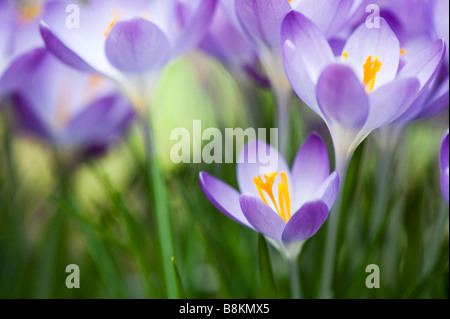 Crocus Vernus "Königin des Blues" Frühlingsblumen Stockfoto