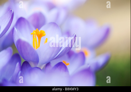 Crocus Vernus "Königin des Blues" Frühlingsblumen Stockfoto