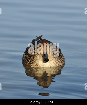 Nördlichen Pintail Anas Acuta Frauenkopf auf Stockfoto