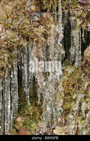 Eisschollen im Cotswold Woodland Kilcott Brook Midger Holz Stockfoto