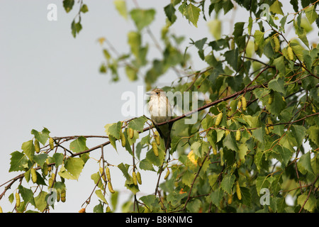 Spotted Flycatcher Muscicapa Striata thront Alleinstehenden in Birke genommen Juli Minsmere Suffolk UK Stockfoto