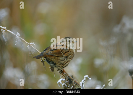 Heckenbraunelle Prunella Modularis alleinstehenden gehockt frostigen Pflanze stammen genommen Januar Arundel West Sussex UK Stockfoto
