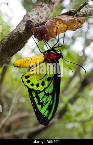 Cairns Birdwing Schmetterling Ornithoptera Euphorion männlich Stockfoto