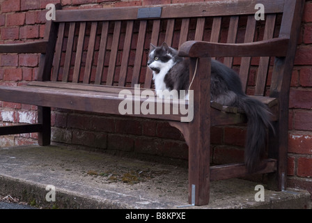 Eine graue und weiße langhaarige Hauskatze auf einer öffentlichen Bank sitzen. Stockfoto