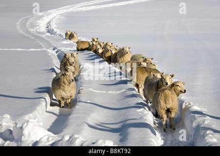 Schottischen Winter Landscape  Stand Schafe im Schnee in Fahrzeugspuren, Donside, Cairngorms National Park, Schottland, Vereinigtes Königreich Stockfoto