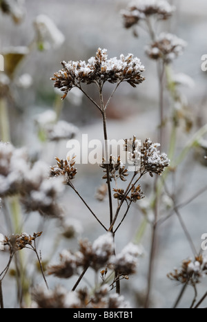 Origanum Vulgare Oregano Seedheads bei frost Stockfoto