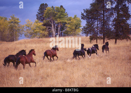 Eine Herde von kostenlose Roaming Wildpferde laufen auf Ranchland auf einer Ranch in der Nähe von Merritt, BC, Britisch-Kolumbien, Kanada Stockfoto