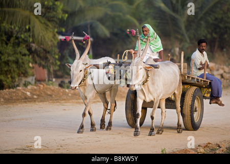 Zebu ziehende Wagen in Indien Stockfoto