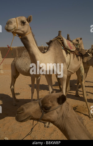 Beduinen und ihre Kamele in der Nähe von Banganarti, Old Dongola Region, Nubia, Sudan, Afrika Stockfoto