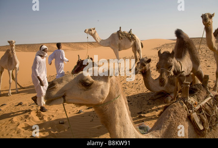 Beduinen und ihre Kamele in der Nähe von Banganarti, Old Dongola Region, Nubia, Sudan, Afrika Stockfoto