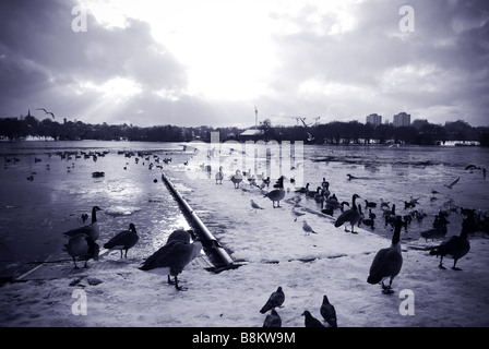 Ein Ponton in Wimbledon Park, Süd-west-London.  Möwen, Enten und andere Vögel sammeln durch den nahe gelegenen zugefrorenen See im Winter. Stockfoto
