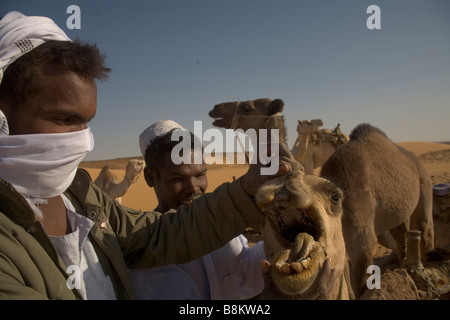 Beduinen und ihre Kamele in der Nähe von Banganarti, Old Dongola Region, Nubia, Sudan, Afrika Stockfoto