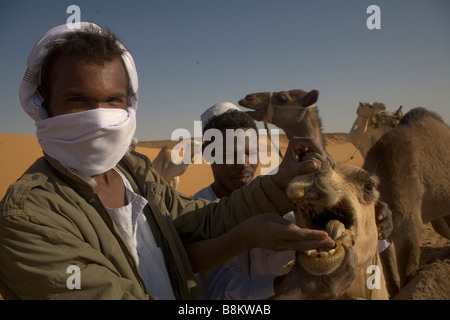 Beduinen und ihre Kamele in der Nähe von Banganarti, Old Dongola Region, Nubia, Sudan, Afrika Stockfoto