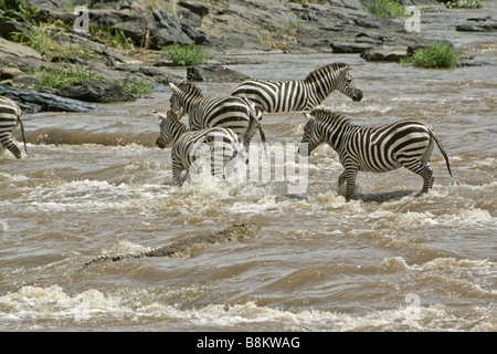 Nil-Krokodil, Zebras crossing Mara River, Masai Mara, Kenia anzugreifen Stockfoto