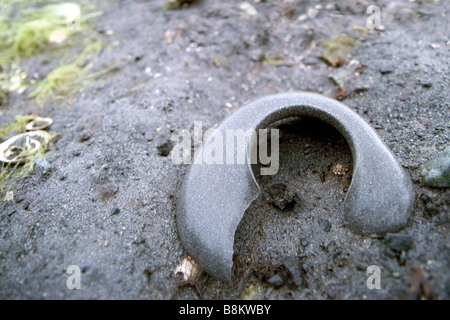 Sand Kragen Ei Masse der Lewis Mond Schnecke (Euspira Lewisii - ehemals Polinices Lewisii) Stockfoto