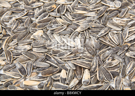 Sonnenblumenkerne Stockfoto