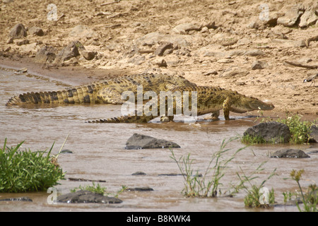 Nil-Krokodile aus Mara-Fluss, Masai Mara, Kenia Stockfoto