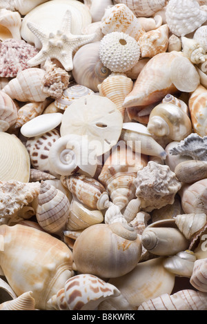 Muschel-Hintergrund mit verschiedenen Arten von Muscheln Stockfoto