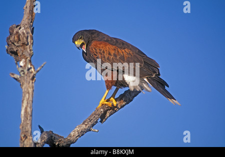 Harris Hawk (Parabuteo Unicinctus) Perched auf AST - Aufruf - Texas - USA Stockfoto