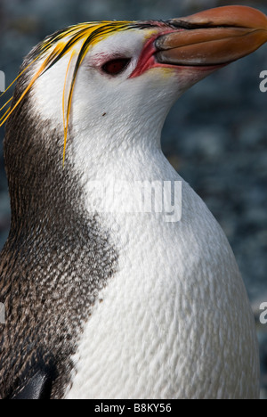 Haubenpinguin auf den Strand, Sandy Bay, Macquarie Island, Australien. Stockfoto