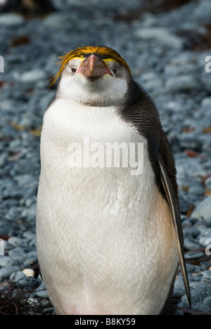 Haubenpinguin auf den Strand, Sandy Bay, Macquarie Island, Australien. Stockfoto