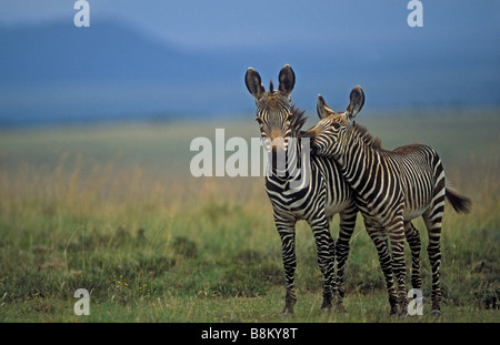 Kap-Bergzebra (Equus Z Zebra) Mutter und junge - IUCN gefährdet - Südafrika Stockfoto