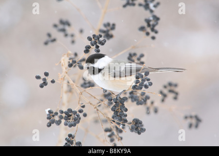 Schwarzen angeschnittene Ärmel Chickadee thront in Liguster Stockfoto