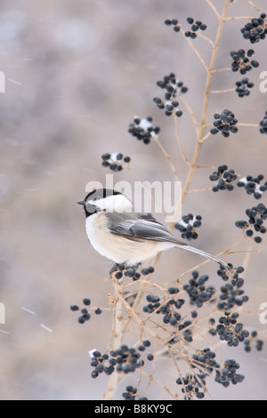 Schwarz begrenzt Chickadee thront in Liguster - vertikal Stockfoto