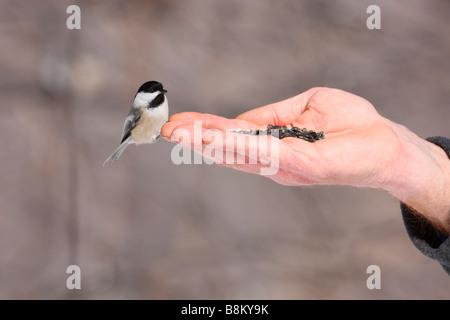 Schwarz begrenzt Chickadee Hand gefüttert Stockfoto