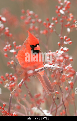 Nördlichen Kardinal thront in Multiflora Rose Beeren und Schnee - vertikal Stockfoto