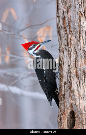 Helmspecht - vertikal Stockfoto