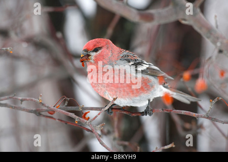 Kiefer Grosbeak Crabapple Beeren essen Stockfoto