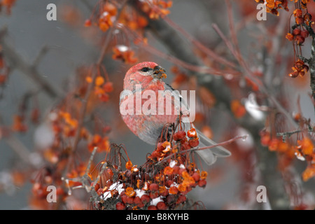 Kiefer Grosbeak Crabapple Beeren essen Stockfoto