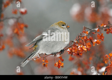 Weibliche Kiefer Grosbeak Essen Crabapple Beeren im Schnee Stockfoto