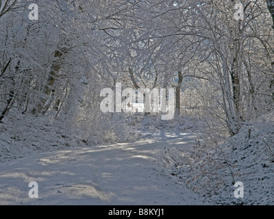 Weg in den Wald mit viel Schnee und viele Bäume mit Schnee Stockfoto