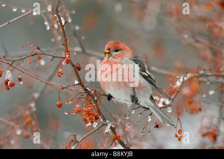 Kiefer Grosbeak Crabapple Beeren im Eis essen Stockfoto