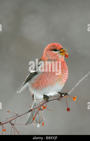 Männliche Kiefer Grosbeak Essen Crabapple Beeren - vertikal Stockfoto