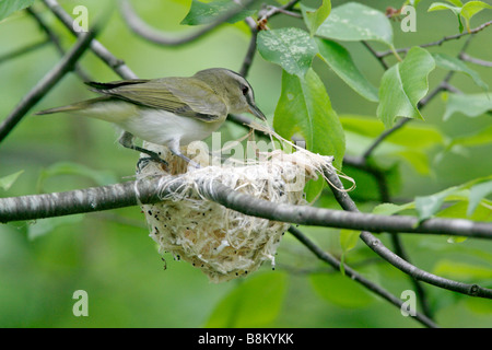 Red eyed Vireo Gebäude Nest Stockfoto