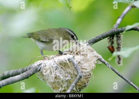 Red eyed Vireo Gebäude Nest Stockfoto