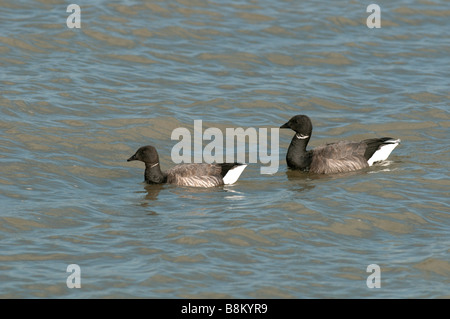 Ringelgänse, Branta Bernicla, dunkle bauchige Form, Kent, England, Winter. Stockfoto