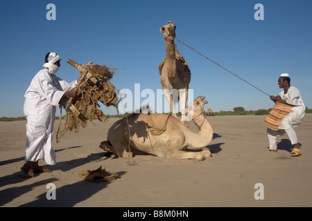 Beduinen und ihre Kamele in der Nähe von Banganarti, Old Dongola Region, Nubia, Sudan, Afrika Stockfoto