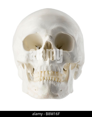 Schädel, Modell, Beispiel, Probe, Forschung, Probe, forensische Stockfoto